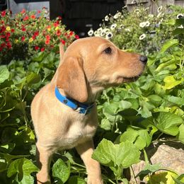 Emma - Yellow female Labrador Retriever puppy in Alger, Ohio from Osborne Family Retrievers