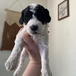 Cream - Goldendoodle puppy from Lola Bear Goldendoodles