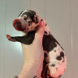 Dolly - Harlequin female Great Dane puppy in Jerusalem, Arkansas from Mara Danes