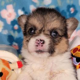 Blue bandana boy - White and black male Pembroke Welsh Corgi puppy in Cherokee, Oklahoma from MCS Farms-OK