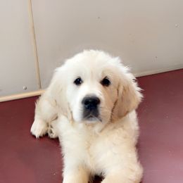 Purple - Golden Retriever puppy in Linden, Michigan from High Society Farm
