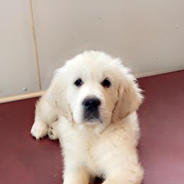 Purple - Golden Retriever puppy in Linden, Michigan from High Society Farm
