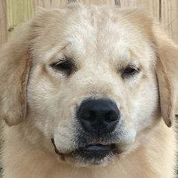 Gracie - Golden Retriever