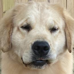 Gracie - Golden Retriever