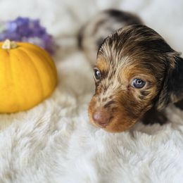 CHOCOLATE CHIP...AKA CHIP - Dapple male Dachshund puppy in Holtwood, Pennsylvania from Holly Hill Dachshunds