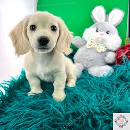 Dachshund Puppies from Dachshund Family Love Breeders