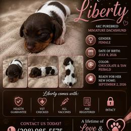 Liberty - Piebald female Dachshund puppy in Mesquite, Texas from 208 Dox Dynasty