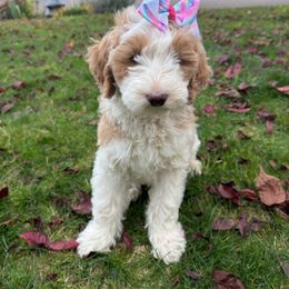 Pecas - Parti female Labradoodle puppy in Vancouver, Washington from Vancouver Doodles Buddies