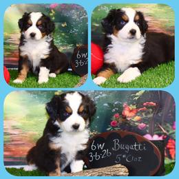 Bugatti - Black tri male Toy Australian Shepherd puppy in Levelland, Texas from Once Upon a Time Aussies