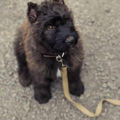 Bouvier des Flandres and Rat Terriers from DHart Farm & Kennel