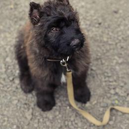 Bouvier des Flandres and Rat Terriers from DHart Farm & Kennel