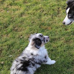 Miniature Australian Shepherd Puppies from Ridgestar Aussies
