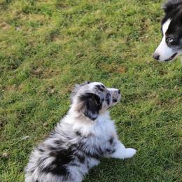 Miniature Australian Shepherd Puppies from Ridgestar Aussies