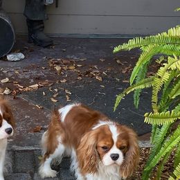 Bubbles - Cavalier King Charles Spaniel