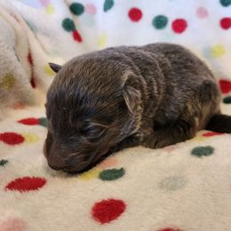 Elphaba - Blue female German Shepherd puppy in Los Lunas, New Mexico from Mali's German Shepherds