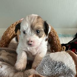Hhl boy - Sable male Chinese Crested puppy in Rockvale, Tennessee from Cosmic Chinese Cresteds & Wind-Echo Poodles