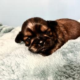Buttercup - Brindle and white male Shih Tzu puppy in Hawthorne, Florida from Simply Southern Shihtzus