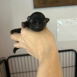 Bentley - Brindle male Shih Tzu puppy in Dallas, Texas from Almost Heaven Shih Tzu