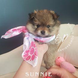 Sunnie - Orange sable female Pomeranian puppy in Saint Charles, Missouri from Heartland Shepherds