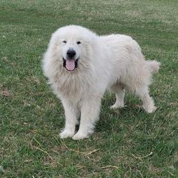 Patou - Great Pyrenees