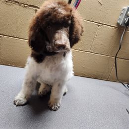 Squirt - Parti male Poodle puppy in Thomasville, North Carolina from Gypsy Moon's Legacy