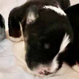 Boy 2 - Miniature Australian Shepherd puppy in Corydon, Indiana from Arbuckle’s Lookin Good Aussies (LGA)