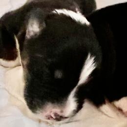 Boy 2 - Miniature Australian Shepherd puppy in Corydon, Indiana from Arbuckle’s Lookin Good Aussies (LGA)