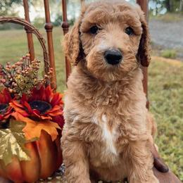 Lincoln - Apricot male Poodle puppy in St. Johnsbury, Vermont from Poodles of the Northern Woods