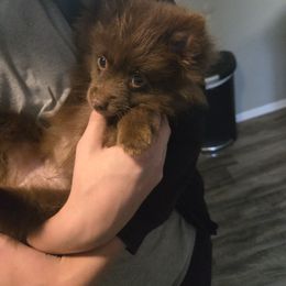 Melody - Chocolate female Pomeranian puppy in Newport News, Virginia from Itty bitty friends