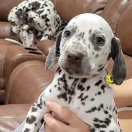 Dalmatian Puppies from RMS Dalmatians