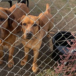 Henna - Labrador Retriever