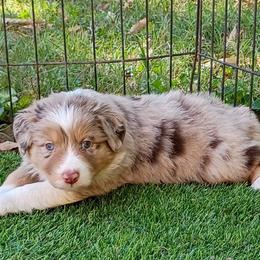 Tonka Truck aka Mack - Red merle male Australian Shepherd puppy in Sparta, Tennessee from SugarWood Australian Shepherds