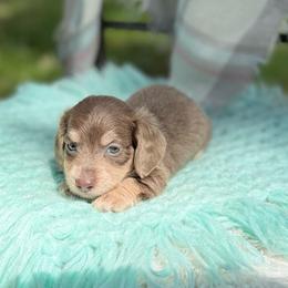 Thunder - Fawn (isabella) and cream male Dachshund puppy in Decatur, Mississippi from KP Dachshunds