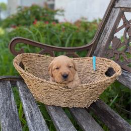 Aqua collar - Golden female Golden Retriever puppy in Monroe, Tennessee from Golden Girls Furever Friends