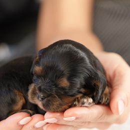 Moose - Black and tan male Cavalier King Charles Spaniel puppy in Greensboro, North Carolina from Hyde Park Cavaliers