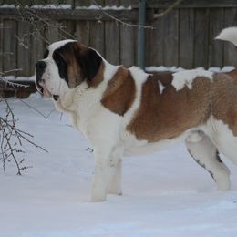 Saint Bernard Puppies from Dementhon Saint Bernards