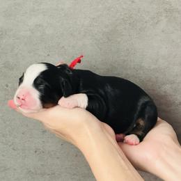 McIntosh 'Mac'- Red Collar Male - Tri-color male Bernedoodle puppy in Katy, Texas from Bluebonnet Bernedoodles of Southeast Texas