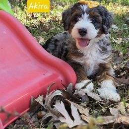 Akira - Blue merle female Bernedoodle puppy in Neillsville, Wisconsin from Granton Creek