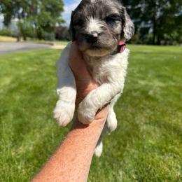Pink - Parti female Springerdoodle puppy in Clifton, Idaho from Little Mountain Springers, Springerdoodles & Poodles