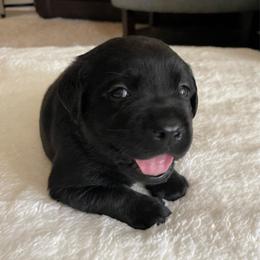 Champ - Black male Labrador Retriever puppy in Grand Saline, Texas from Castle Hills Labradors