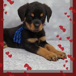 Rottweiler All Grown Up from Luckyrottweiler Kennels