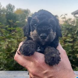 Girl 2 - Black white and tan female Springerdoodle puppy in Sterling, Michigan from Springerdoodles In MI