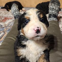 Green - Black rust and white female Bernese Mountain Dog puppy in Auburn, Washington from MSM Bernese Mountain Dogs