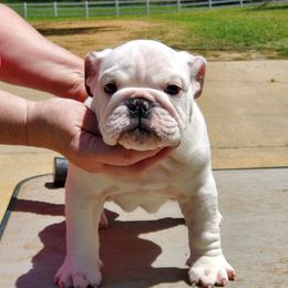 Bulldog and French Bulldog Puppies from Impressive Bulldogs and French Bulldogs