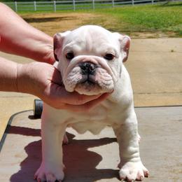 Bulldog and French Bulldog Puppies from Impressive Bulldogs and French Bulldogs
