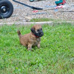 Maple - Wheaten female Soft Coated Wheaten Terrier puppy in Kirksville, Missouri from Ironwood Ridge Kennels