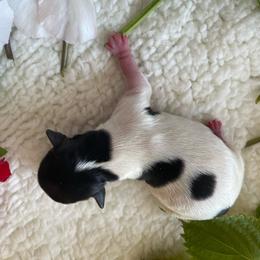 Sashimi. Girl 4 - Black tan and white female Biewer Terrier puppy in Atlantic City, New Jersey from Kim Hoang's Yorkies