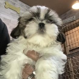 Gabriel - Gold and white male Shih Tzu puppy in Pleasant Shade, Tennessee from Kuntry Tyme Shih Tzus