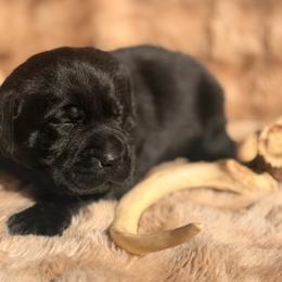 Wren - Black female Labrador Retriever puppy in Sweet Home, Oregon from Knotty Creek Labradors