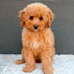 Moana - Red  female Goldendoodle puppy in Phoenix, Arizona from Deer Valley Doodles